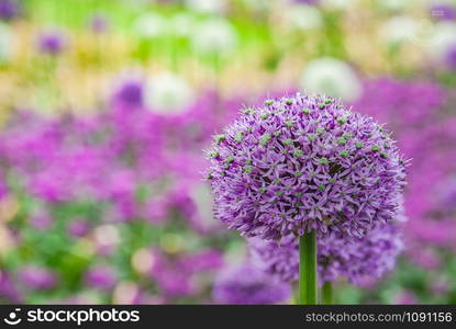 Spherical purple allium flowers. In the Green leaf background, Allium Gladiator is a spectacular giant Onion full bloom grown in a botanic garden.