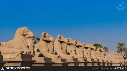 Sphinx Avenue in Luxor. Amun Temple of Luxor. Egypt