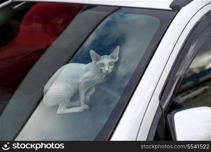 Sphinx cat inside a car looking at camera