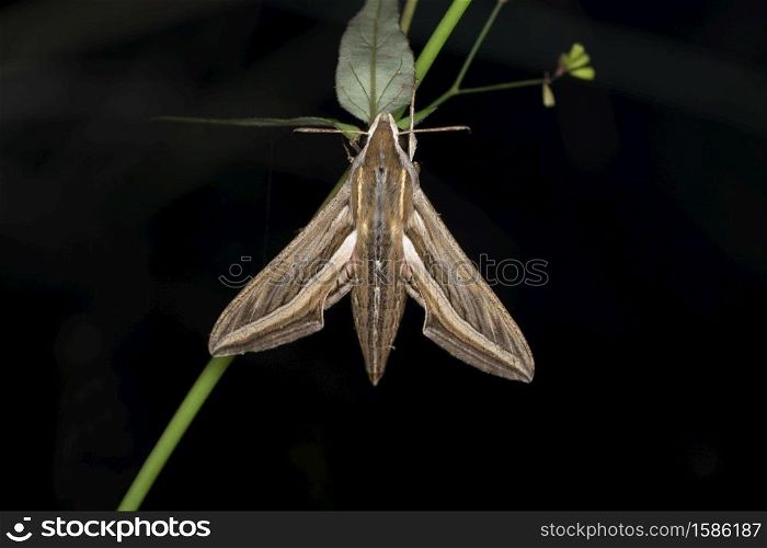 Sphinx moth, Xylophanes hydrate, Satara, Maharashtra, India