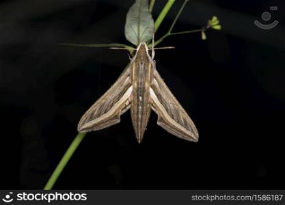 Sphinx moth, Xylophanes hydrate, Satara, Maharashtra, India