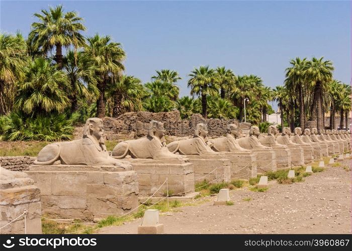 sphinxes forming part of Luxor temple in Egypt