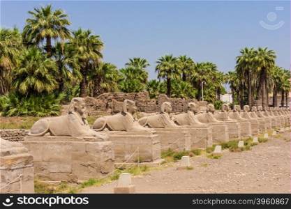 sphinxes forming part of Luxor temple in Egypt