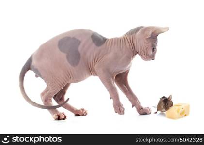 Sphynx Hairless Cat and mouse in front of white background