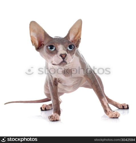 Sphynx Hairless Cat in front of white background