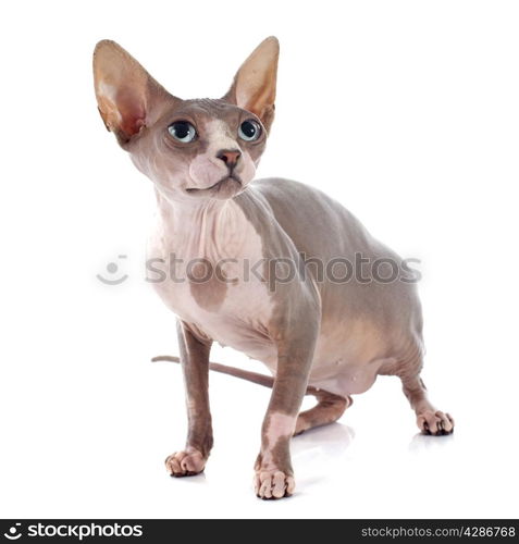 Sphynx Hairless Cat in front of white background