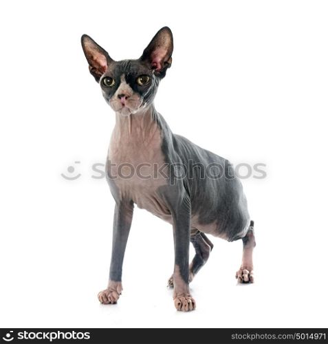 Sphynx Hairless Cat in front of white background