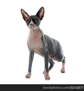 Sphynx Hairless Cat in front of white background