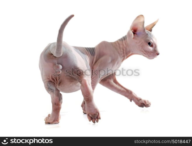 Sphynx Hairless Cat in front of white background