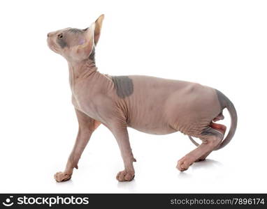 Sphynx Hairless Cat in front of white background