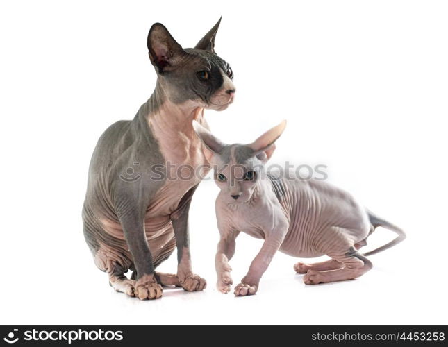 Sphynx Hairless Cats in front of white background
