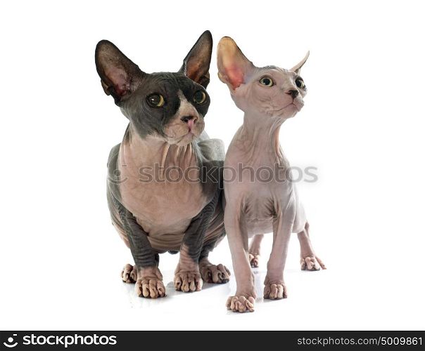 Sphynx Hairless Cats in front of white background