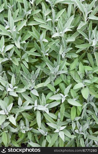 Spice herb Sage (Salvia officinalis) used for cooking and medicinal purposes