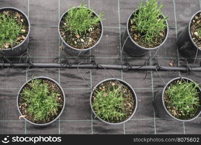 Spice rosemary in a pot in a nursery garden