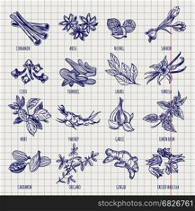 Spices and herbs sketch collection. Hand drawn spices and herbs sketch collection on notebook page background. Vector illustration