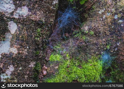 spider and moss on bark