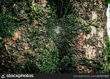 spider and moss on bark