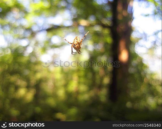 Spider and the net in the forest