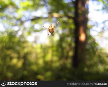 Spider and the net in the forest