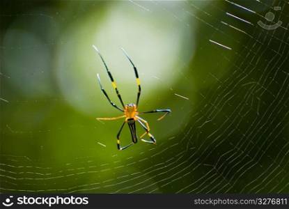Spider and web with green background
