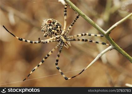 Spider argiope lobed on the web among the grass