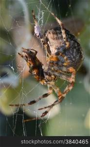 spider eating a fly caught in her web