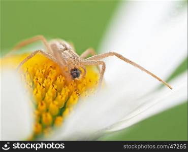 spider eating a fly on a camomile