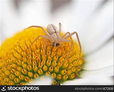 spider eating a fly on a camomile