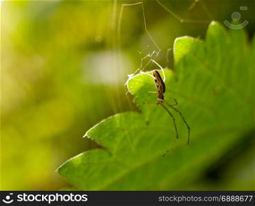 spider hanging from its web with leaf behind