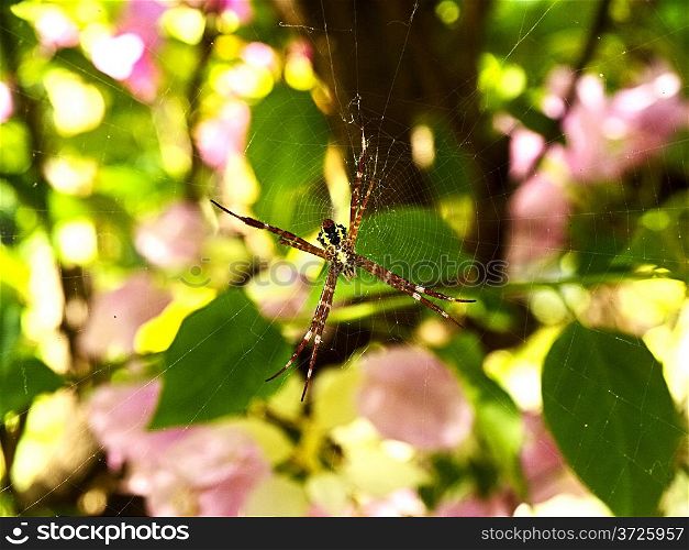 Spider hanging on the web. Bali island, Indonesia.