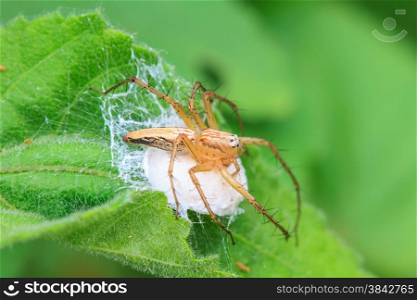 spider in forest, abstract in nature background
