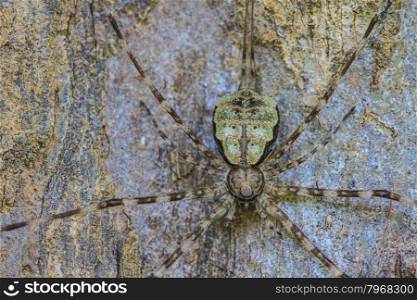 spider in forest, abstract in nature background