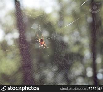 Spider in the web of fine silver on green forest