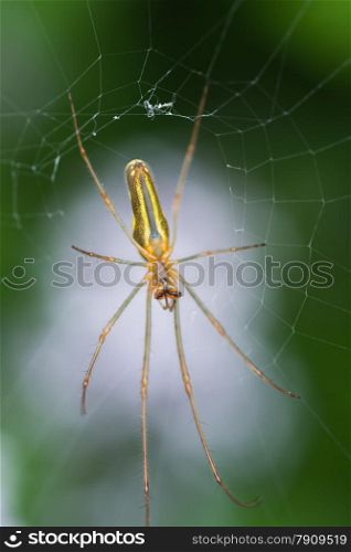 spider in web closeup