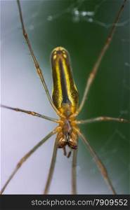 spider in web closeup