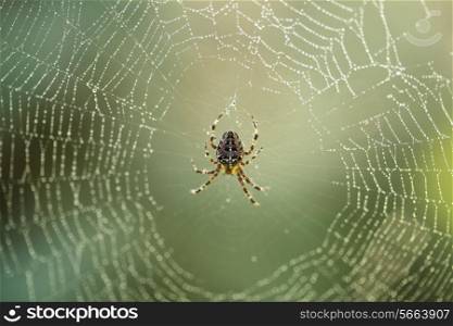 Spider is doing the web, macro view