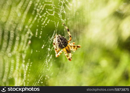 Spider is doing the web, macro view