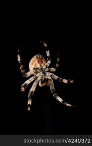 Spider isolated on black background