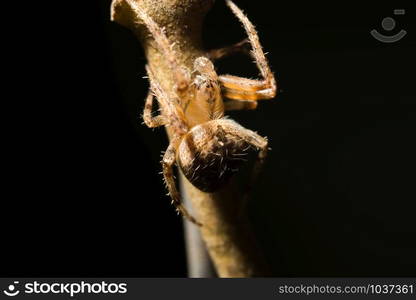 Spider macro