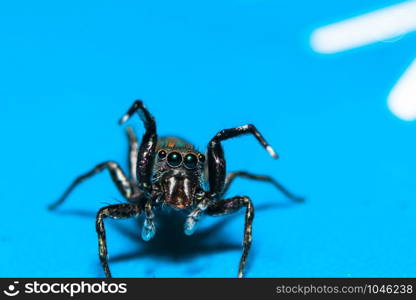 Spider macro