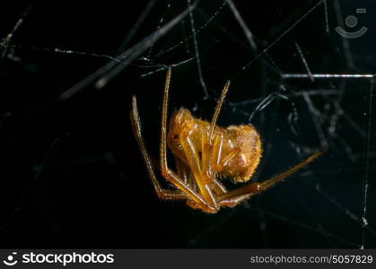 Spider macro