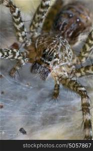 Spider macro