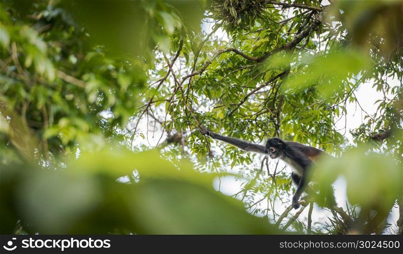 Spider Monkey in the trees around Tikal, Guatemala
