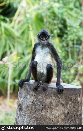 Spider monkey on a tree