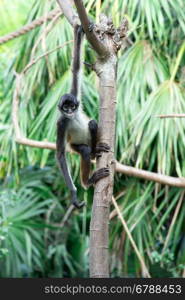 Spider monkey on a tree