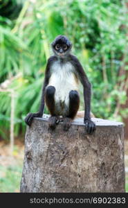 Spider monkey on a tree