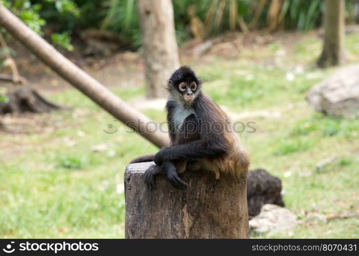 Spider monkey on a tree