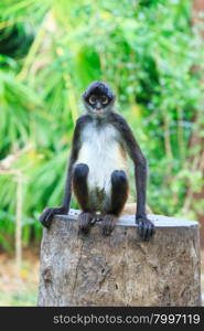 Spider monkey on a tree&#xA;&#xA;