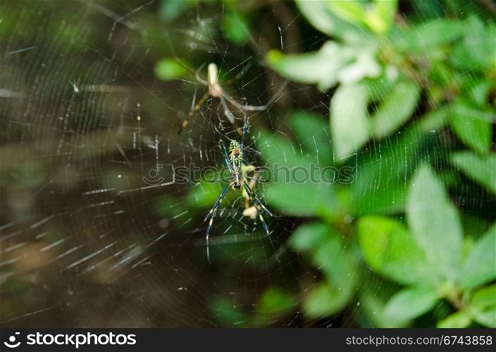 Spider, Nephila clavata. Female and male of a Golden silk orb-weaver, Nephila clavata on its net