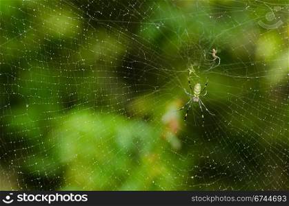 Spider, Nephila clavata. Female and male of a Golden silk orb-weaver, Nephila clavata on its net